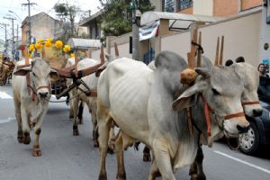 Festas de Agosto 2018. Entrada dos Carros de Lenha - PARTE 2